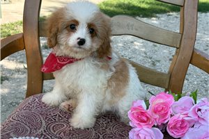 Alvin - Cavapoo for sale