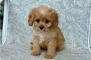 Ames - Cavapoo for sale