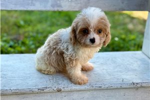 Prentice, a Cavapoo puppy