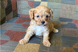 Ames - puppy for sale
