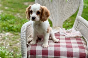 Milo - Cavapoo for sale