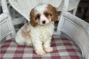 Alvin - Cavapoo for sale