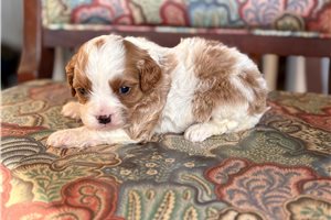 Mateo - puppy for sale
