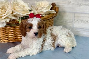 Leslie - Cavapoo for sale