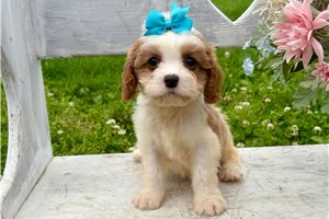 Maura - Cavapoo for sale