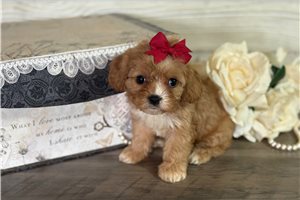 Beatrice - Cavapoo for sale