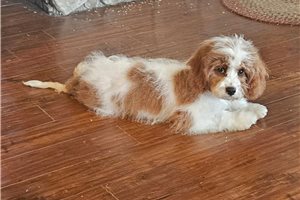 Mateo - Cavapoo for sale