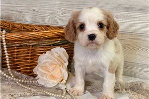Milo - puppy for sale