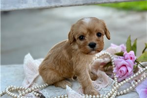 Branson - puppy for sale