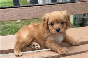 Ames - Cavapoo for sale