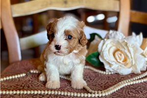 Mateo - Cavapoo for sale