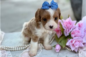 Brooklyn - Cavapoo for sale