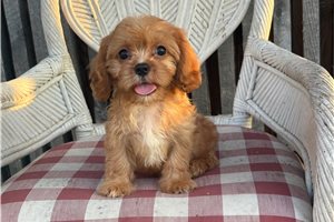 Barton - Cavapoo for sale