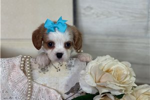 Becky - puppy for sale