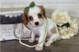 Beauty - puppy for sale