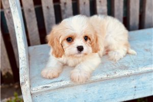 Joshua - puppy for sale