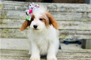 Neveah - Cavapoo for sale