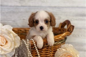 Michael - puppy for sale