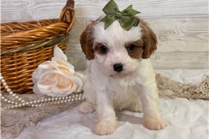 Mila - puppy for sale
