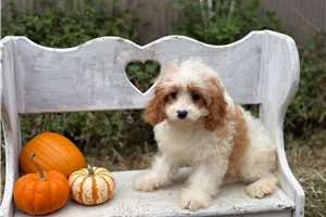 Alvin - Cavapoo for sale