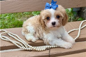 Alaya - puppy for sale