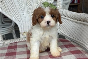 Brandy - Cavapoo for sale