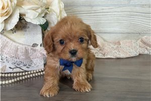 Barton - puppy for sale