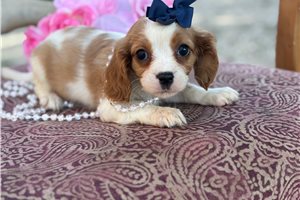 Becca - Cavapoo for sale