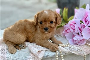 Baggins - puppy for sale
