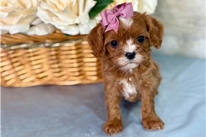 Leah - puppy for sale