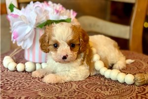 Alvin - Cavapoo for sale