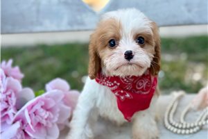 Ambrose - Cavapoo for sale
