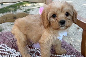 Branson - Cavapoo for sale