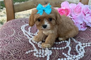 Beatrice - Cavapoo for sale