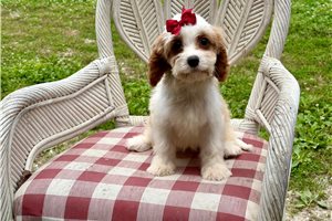 Maura - puppy for sale