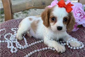 Beauty - Cavapoo for sale