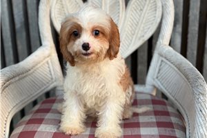 Ambrose - Cavapoo for sale