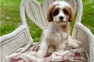 Mateo - Cavapoo for sale