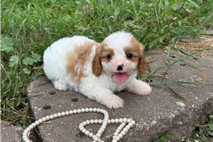 Alvin - Cavapoo for sale