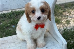 Alvin - Cavapoo for sale