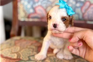 Mila - puppy for sale
