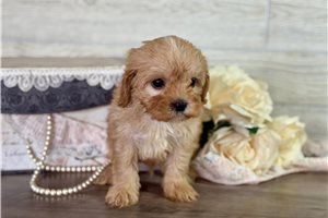Branson - Cavapoo for sale