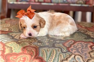 Madeline - puppy for sale