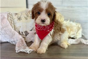 Boston - Cavapoo for sale