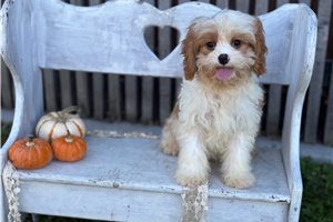Ambrose, a Cavapoo puppy