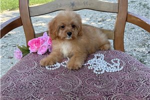 Ames - Cavapoo for sale