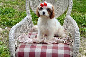 Mila - Cavapoo for sale