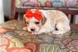 Maria - Cavapoo for sale