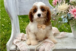 Mateo - Cavapoo for sale