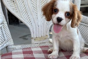 Becky - Cavapoo for sale